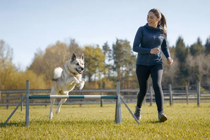 Ein Norwegischer Buhund trainiert mit seinem Besitzer auf einem Hundeplatz über eine kleine Hürde.