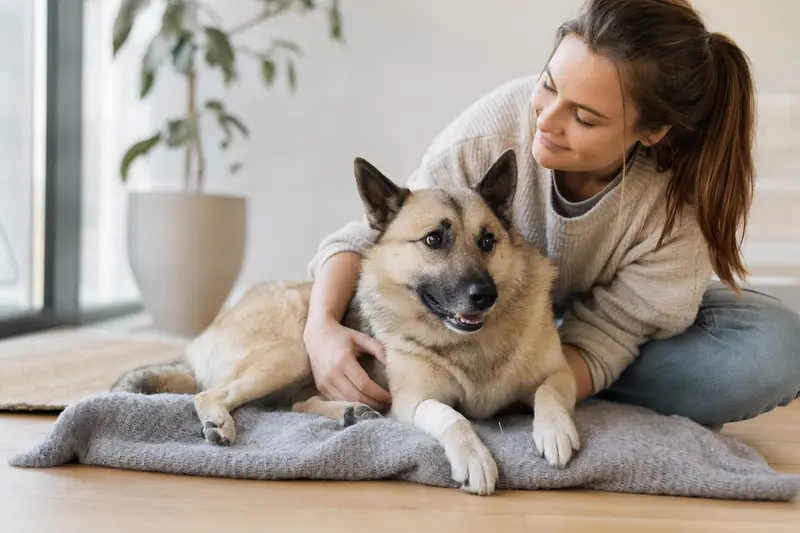 Norwegischer Buhund mit leicht verbundenem Verband an der Pfote liegt ruhig auf einer Decke neben seinem erleichterten Besitzer.