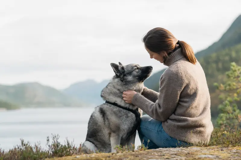 Norwegischer Elchhund in aufmerksamer natürlicher Haltung vor hellem neutralem Hintergrund als realistisches Tierportrait.