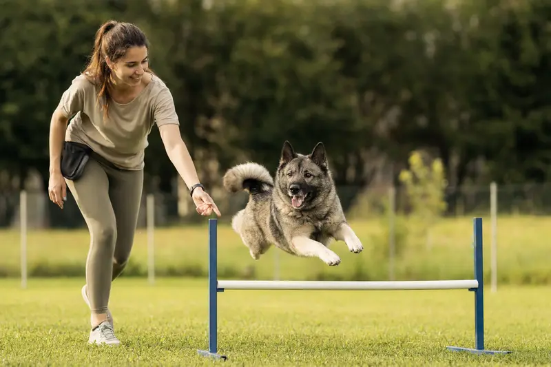 Ein Norwegischer Elchhund springt mit seinem Besitzer über eine kleine Trainingshürde auf dem Hundeplatz.