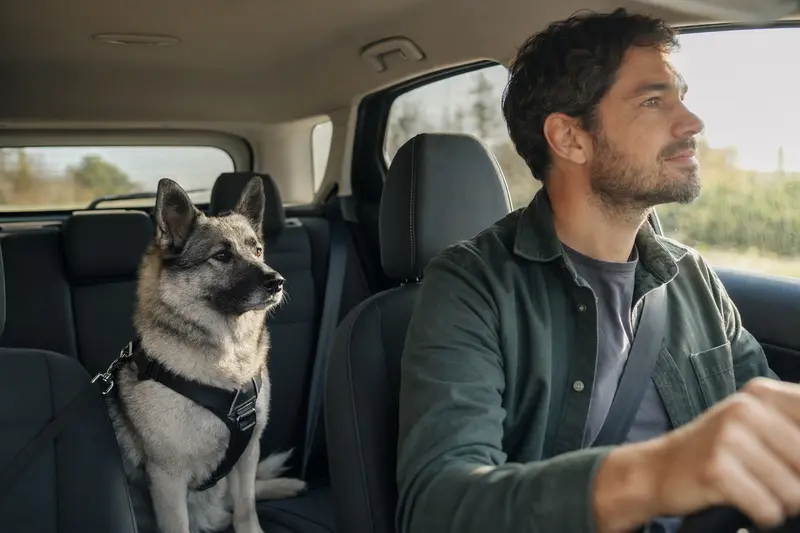 Ein Norwegischer Elchhund sitzt sicher angeschnallt auf der Rückbank eines Autos, während sein Besitzer ruhig fährt und Sonnenlicht durch das Fenster fällt.