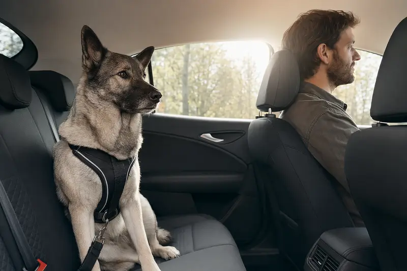 Ein Norwegischer Elchhund sitzt sicher angeschnallt auf der Rückbank eines Autos, während der Besitzer ruhig fährt.