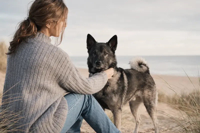 Ein schwarzer Norwegischer Elchhund steht aufmerksam vor hellem Hintergrund und zeigt die typische Körperform der Rasse.