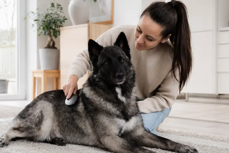 Ein Norwegischer Elchhund wird in der Wohnung sanft gebürstet und erhält liebevolle Fellpflege durch seinen Besitzer.