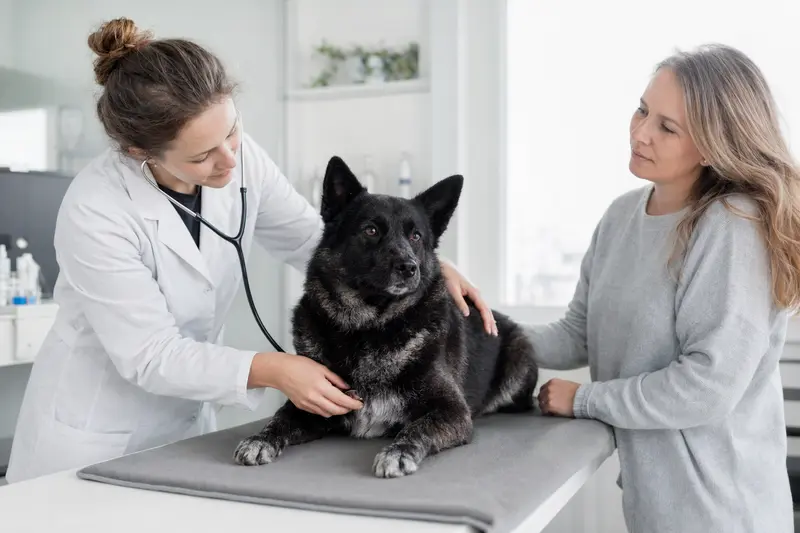 Ein Norwegischer Elchhund wird in einer modernen Tierarztpraxis behutsam von einer Tierärztin mit dem Stethoskop untersucht, während sein Besitzer beruhigend danebensteht.