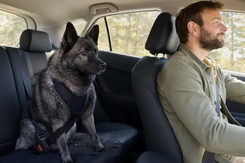 Norwegischer Elchhund schwarz sitzt sicher angeschnallt auf der Rückbank eines Autos, während sein Besitzer ruhig fährt.