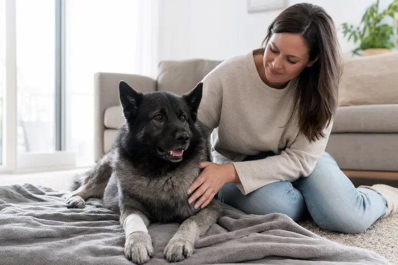Norwegischer Elchhund mit leicht verbundenem Pfötchen liegt ruhig auf einer Decke, während sein Besitzer erleichtert neben ihm sitzt.