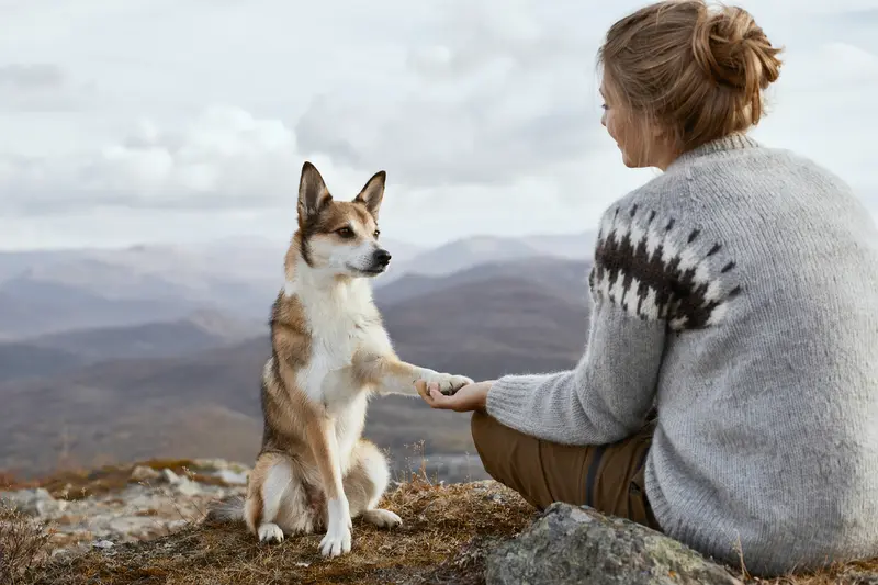 Norwegischer Lundehund in natürlicher Haltung vor hellem Hintergrund, als realistisches Tierportrait für einen Ratgeber zur Hundegesundheit.