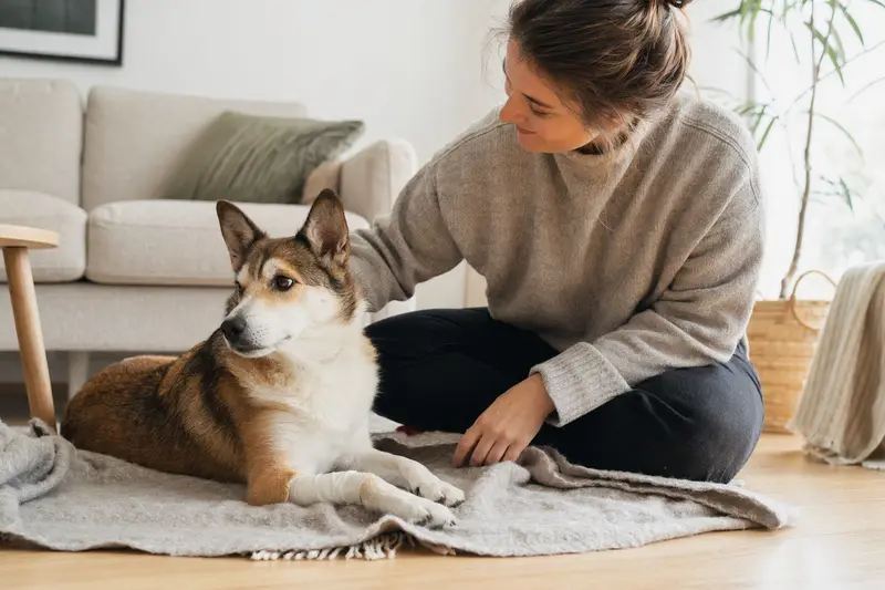Ein Norwegischer Lundehund mit leicht verbundenem Pfötchen liegt ruhig auf einer Decke, während sein Besitzer erleichtert neben ihm sitzt.