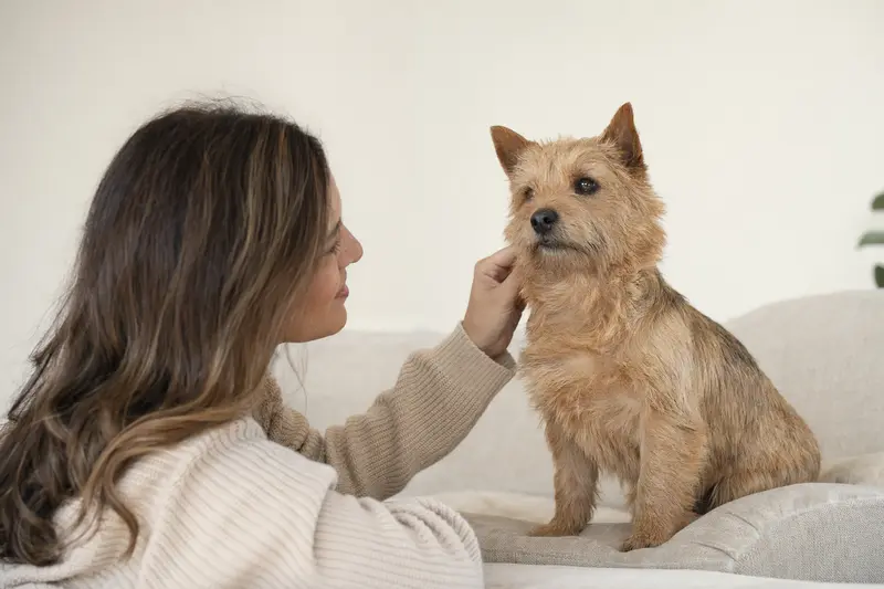 Norwich Terrier Hund steht aufmerksam vor hellem Hintergrund in natürlicher Pose als realistisches Tierportrait.