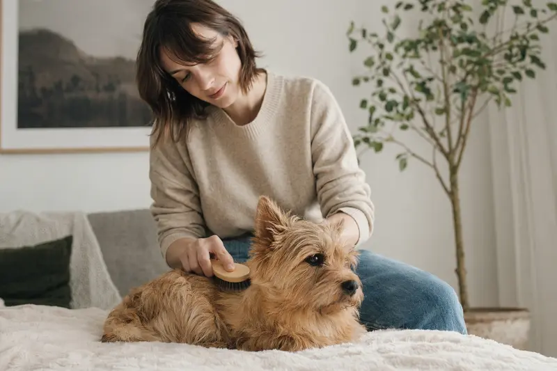Ein Norwich Terrier wird zuhause sanft gebürstet, während sein Besitzer liebevoll die Fellpflege übernimmt.