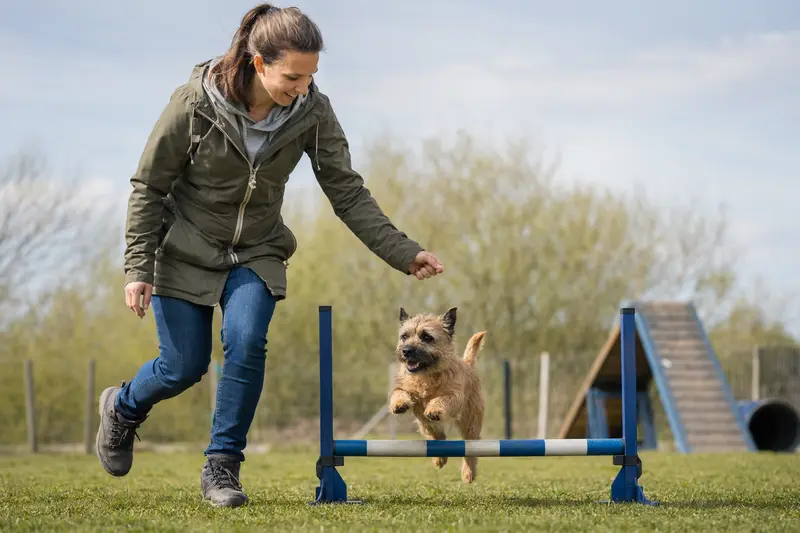 Ein Norwich Terrier springt mit seinem Besitzer über eine kleine Trainingshürde auf dem Hundeplatz.