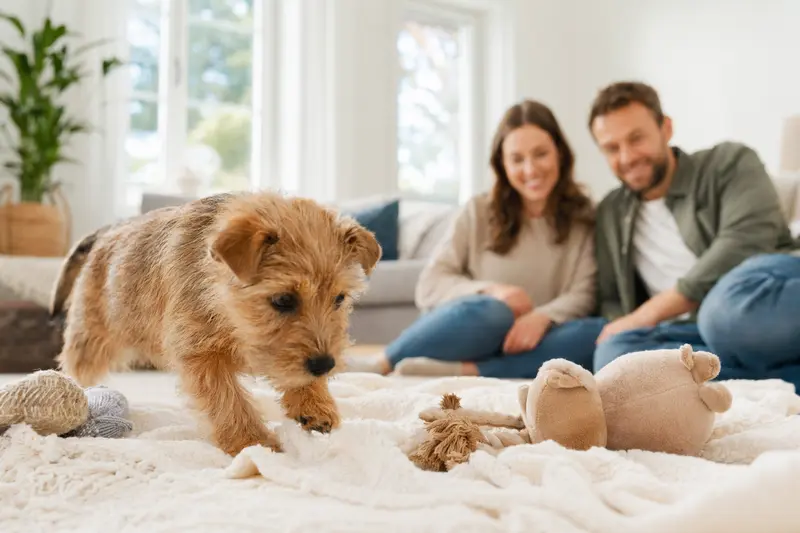 Ein neugieriger Norwich Terrier Welpe entdeckt seine neue Umgebung mit Spielzeug und einer liebevollen Familie im Hintergrund.