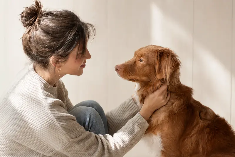 Nova Scotia Duck Tolling Retriever im professionellen Tierportrait vor hellem, neutralem Hintergrund.