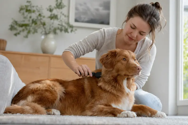 Ein Nova Scotia Duck Tolling Retriever wird zuhause liebevoll gebürstet und erhält sanfte Fellpflege in einer hellen, ruhigen Wohnung.