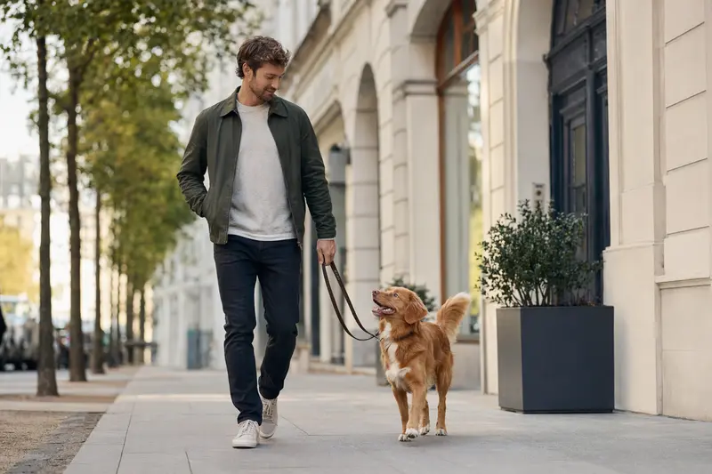 Ein Nova Scotia Duck Tolling Retriever läuft an der Leine mit seinem Besitzer durch eine moderne Stadtstraße.