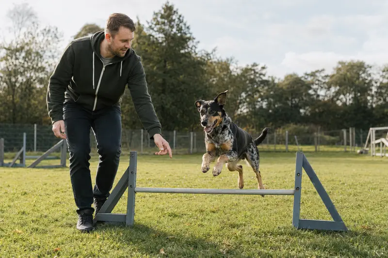 Ein aktiver Hundehalter trainiert mit seinem Hund auf einer kleinen Trainingshürde auf dem Hundeplatz bei sonnigem Wetter.