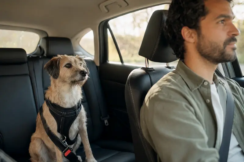 Ein sicher angeschnallter Hund sitzt auf der Rückbank eines Autos, während der Fahrer ruhig fährt und Sonnenlicht durch das Fenster fällt.