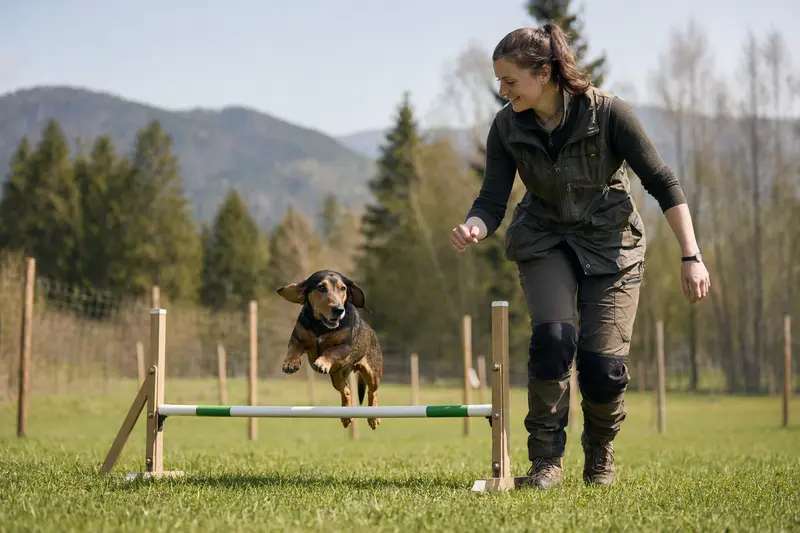 Österreichische Dachsbracke beim Training über eine kleine Hürde auf dem Hundeplatz mit ihrem Besitzer an einem sonnigen Tag.