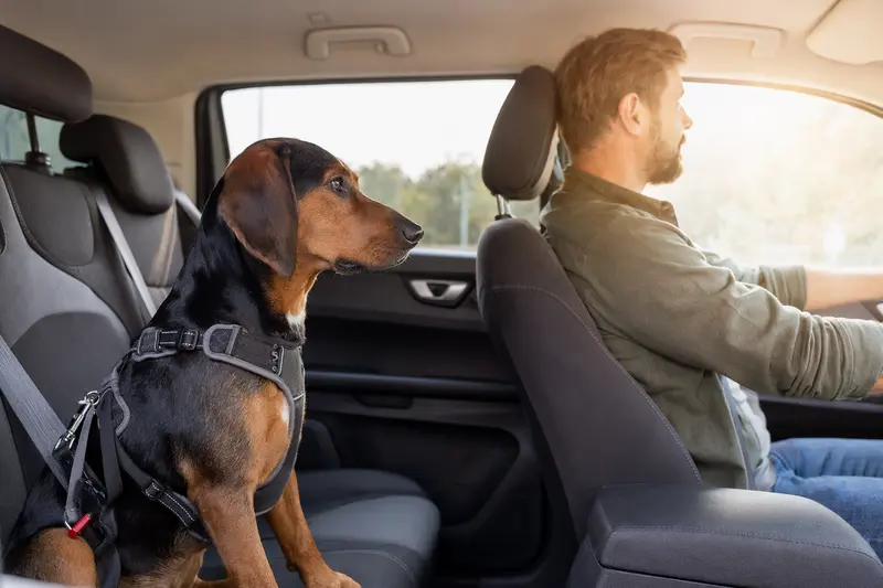 Eine Österreichische Dachsbracke sitzt sicher angeschnallt auf der Rückbank eines Autos, während der Besitzer ruhig fährt und Sonnenlicht durch das Fenster fällt.
