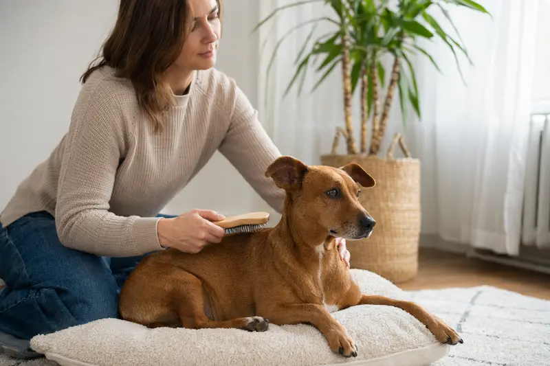 Ein Österreichischer Kurzhaarpinscher wird zuhause von seinem Besitzer sanft gebürstet, als Ausdruck liebevoller Fellpflege und verantwortungsvoller Hundegesundheit.