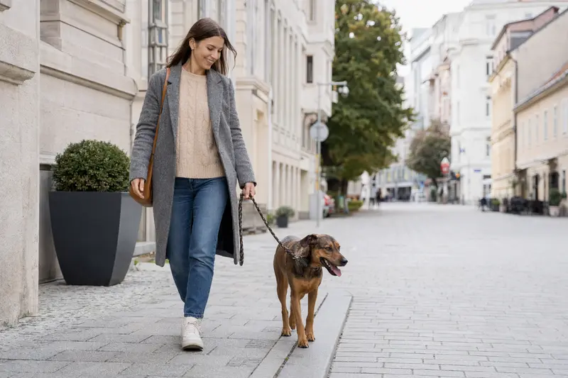 Ein Österreichischer Pinscher läuft an der Leine neben seinem Besitzer durch eine moderne Stadtstraße.