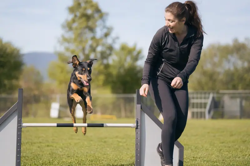 Ein Österreichischer Pinscher springt mit seinem Besitzer über eine kleine Trainingshürde auf dem Hundeplatz.