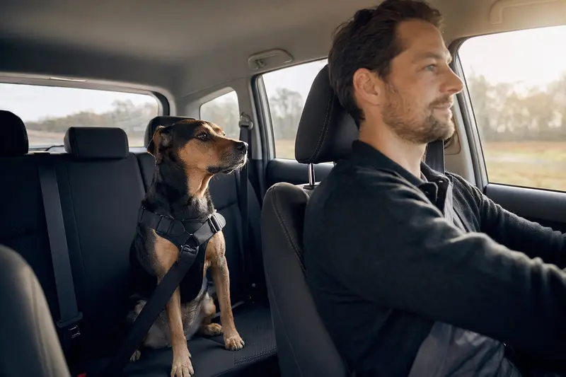 Österreichischer Pinscher sitzt sicher angeschnallt auf der Rückbank eines Autos und zeigt einen verantwortungsvollen Hundetransport.