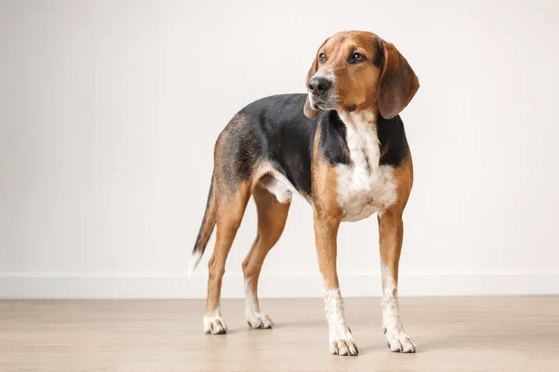Ein aufmerksam stehender Ogar Polski Hund vor hellem neutralem Hintergrund zeigt die typische Körperform und Fellstruktur der Rasse in einem realistischen Tierporträt.