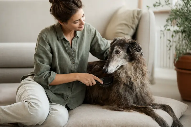Ein Ogar Polski Hund wird in einer hellen Wohnung sanft gebürstet und gepflegt.