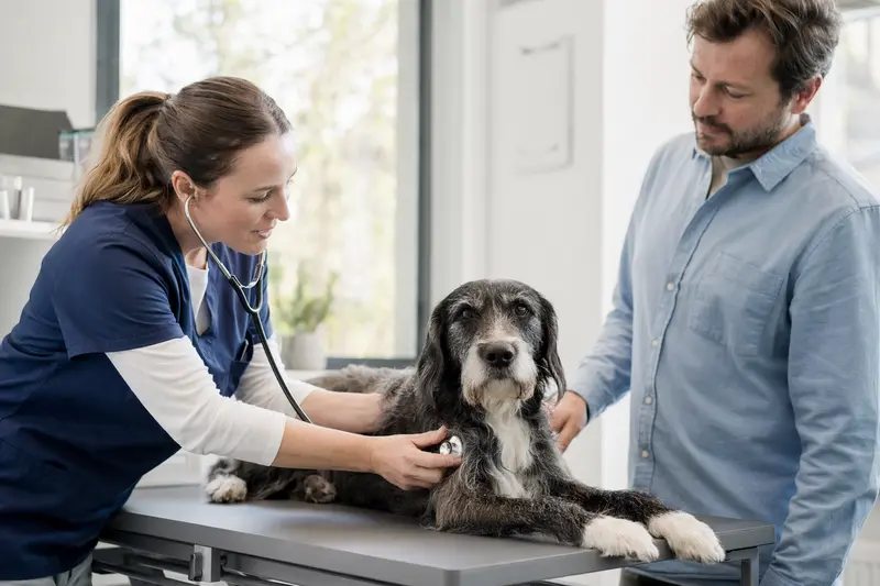 Ein ruhiger Ogar Polski Hund wird von einer freundlichen Tierärztin mit einem Stethoskop in einer modernen Tierarztpraxis untersucht, während der Besitzer beruhigend daneben steht.