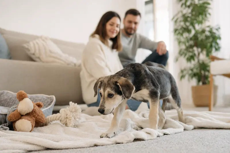 Ein neugieriger Ogar Polski Welpe erkundet sein neues Zuhause mit einer weichen Decke und Spielzeug, während eine liebevolle Familie im Hintergrund zu sehen ist.