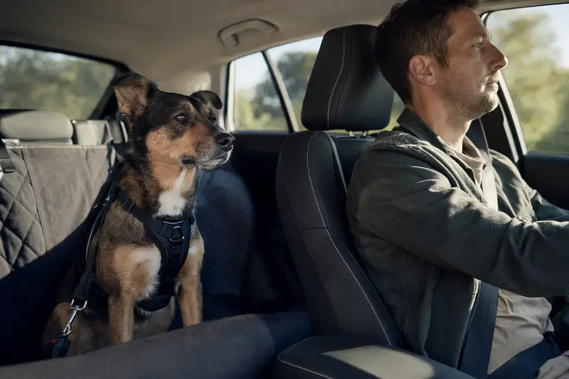 Ein Ohar Hund sitzt sicher angeschnallt auf der Rückbank eines Autos und vermittelt verantwortungsvolle Hundesicherheit im Alltag.