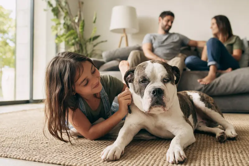 Ein freundlicher Old Country Bulldog liegt entspannt neben einem Kind im hellen Wohnzimmer, während die Eltern im Hintergrund eine sichere Familienatmosphäre schaffen.