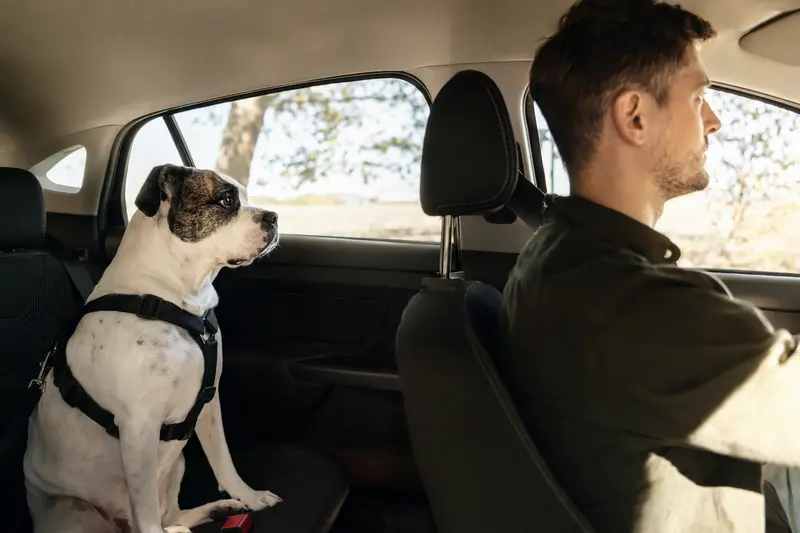 Ein Old Country Bulldog sitzt sicher angeschnallt auf der Rückbank eines Autos, während der Besitzer ruhig fährt und Sonnenlicht durch das Fenster fällt.