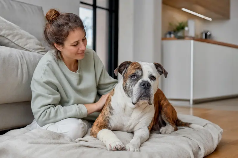 Ein Old Country Bulldog mit leicht verbundenem Vorderbein liegt ruhig auf einer Decke, während sein Besitzer daneben erleichtert sitzt.