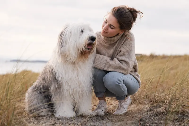 Ein aufmerksamer Old English Sheepdog steht in natürlicher Haltung vor hellem Hintergrund und zeigt das typische Fell der Rasse.
