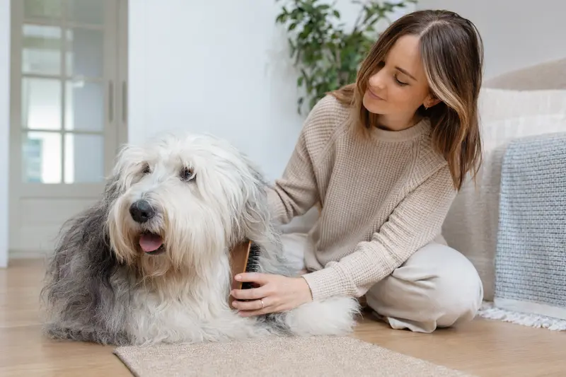 Ein Old English Sheepdog wird zuhause von seinem Besitzer sanft gebürstet, was die regelmäßige Fellpflege und Fürsorge für die Hundegesundheit zeigt.