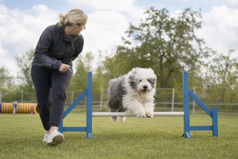Ein aktiver Old English Sheepdog springt mit seinem Besitzer über eine kleine Trainingshürde auf dem Hundeplatz.