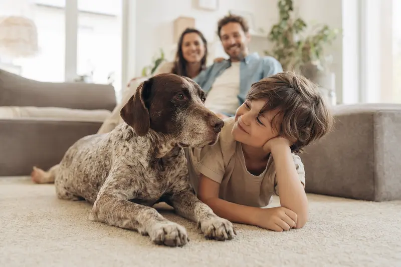 Ein freundlicher Old Spanish Pointer Hund liegt entspannt neben einem Kind im hellen Wohnzimmer, während die Eltern im Hintergrund eine sichere Familienatmosphäre schaffen.