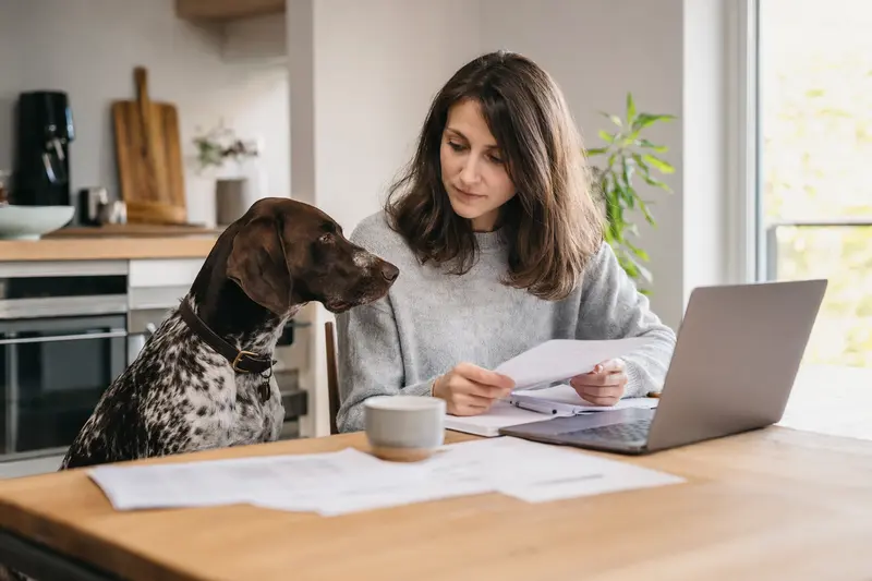 Ein Old Spanish Pointer sitzt ruhig neben seinem Besitzer am Küchentisch, während Versicherungsunterlagen und ein Laptop mit einer neutralen Vergleichsseite vor ihm liegen.