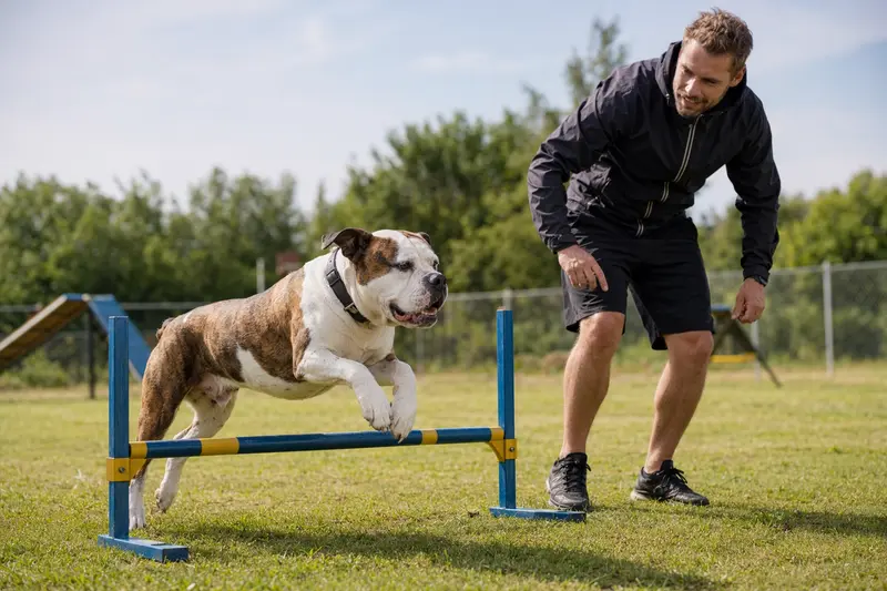 Ein Olde English Bulldogge Hund springt beim Training mit seinem Besitzer über eine kleine Hürde auf dem Hundeplatz.
