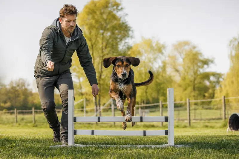 Ein aktiver Olper Bracke Hund springt mit seinem Besitzer über eine kleine Trainingshürde auf dem Hundeplatz.