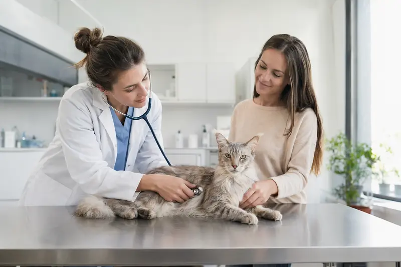 Eine ruhige Orientalisch Langhaar Katze wird von einer freundlichen Tierärztin in einer modernen Praxis mit einem Stethoskop untersucht, während der Besitzer beruhigend daneben steht.