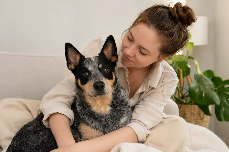 Aufmerksamer Ormskirk Heeler Hund in natürlicher Haltung vor hellem Hintergrund, als realistisches Tierportrait mit weichem Licht.