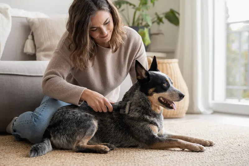 Ein Ormskirk Heeler wird zuhause sanft gebürstet und gepflegt.