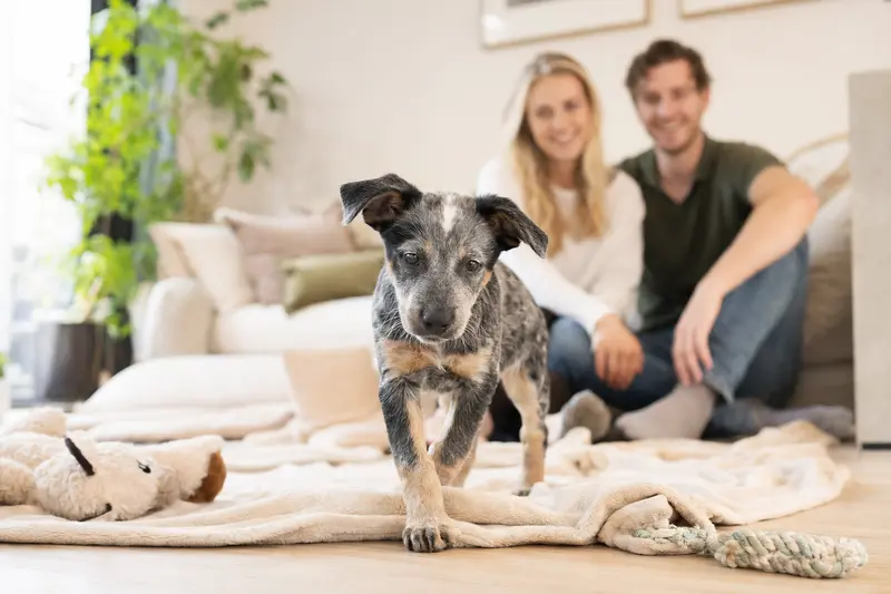Ein neugieriger Ormskirk Heeler Welpe erkundet sein neues Zuhause mit weicher Decke und Spielzeug, während eine liebevolle Familie im Hintergrund agiert.