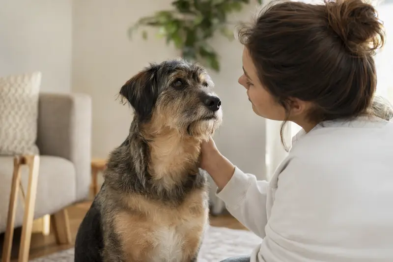Ein aufmerksamer Oskai Hund steht in natürlicher Haltung vor hellem Hintergrund und zeigt typische Fellstruktur und Körperform der Rasse.