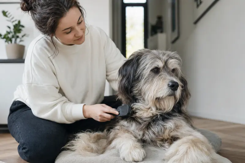 Ein Oskai Hund wird in einer hellen Wohnung sanft gebürstet, während sich der Besitzer liebevoll um die Fellpflege kümmert.