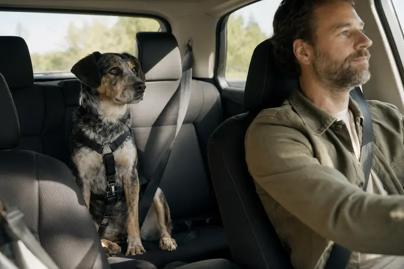 Ein sicher angeschnallter Hund sitzt auf der Rückbank eines Autos, während der Fahrer ruhig fährt und Sonnenlicht durch das Fenster fällt.